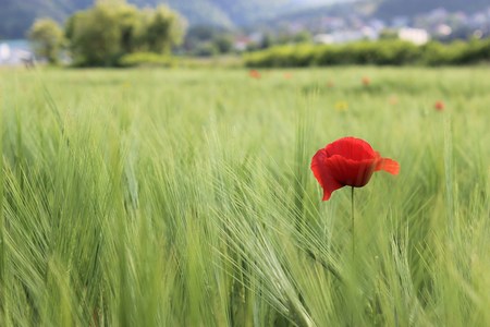 Zehn Jahre 'Laudato Si': Aktivisten ziehen gemischte Bilanz