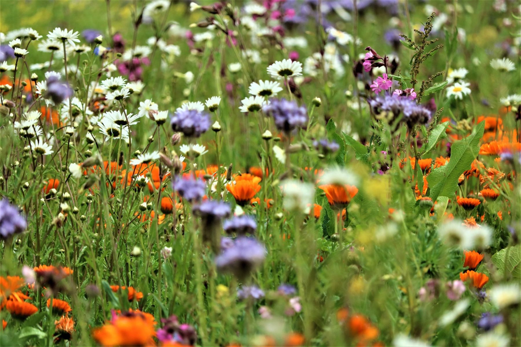 Blumenwiese / Jeyaratnam Caniceus auf Pixabay Blumenwiese