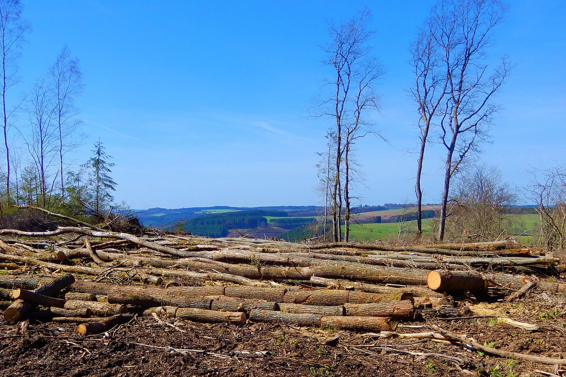 Das fragile Ökosystem Wald