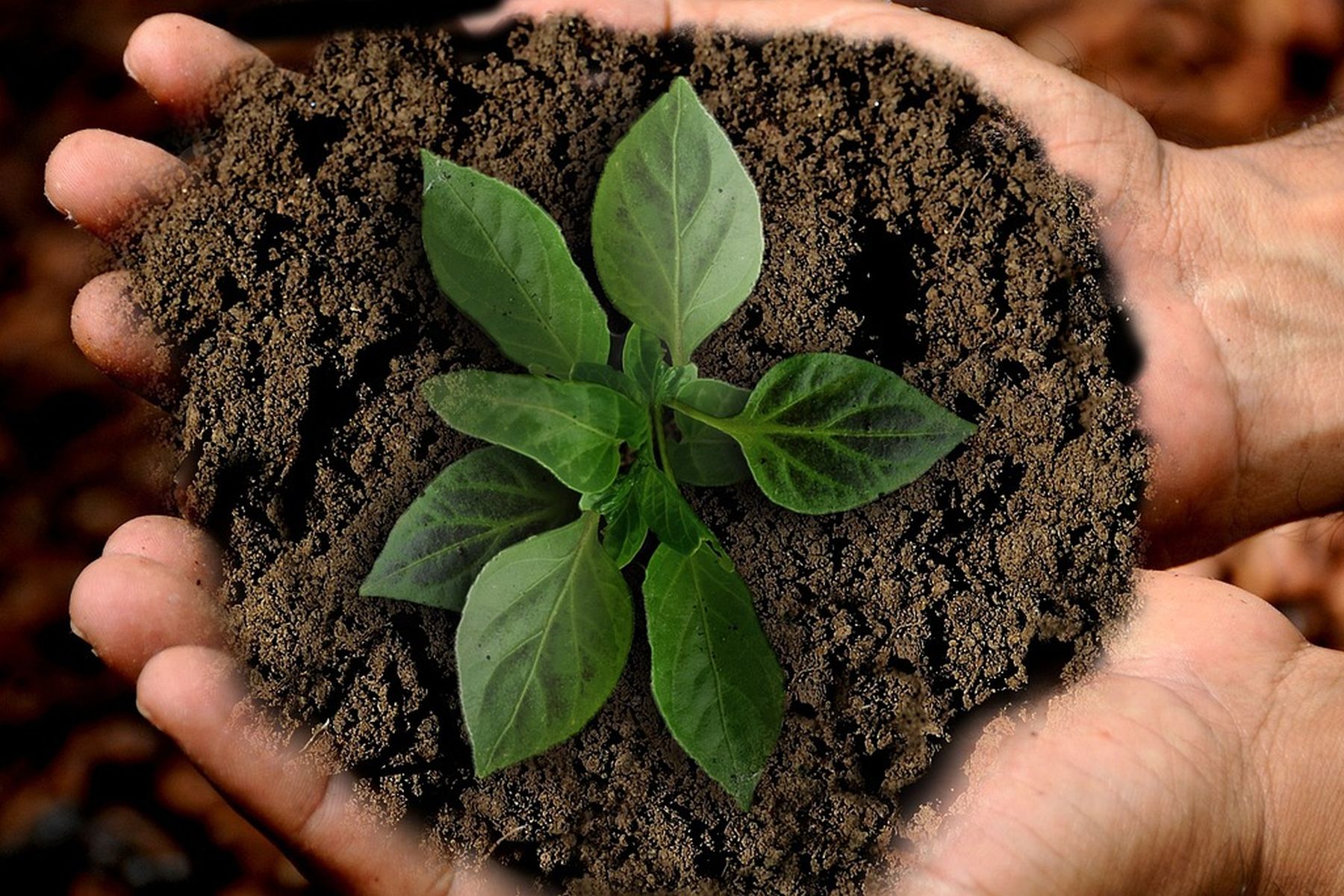 Biodiversität bedeutet auch eine gute Bodenqualität