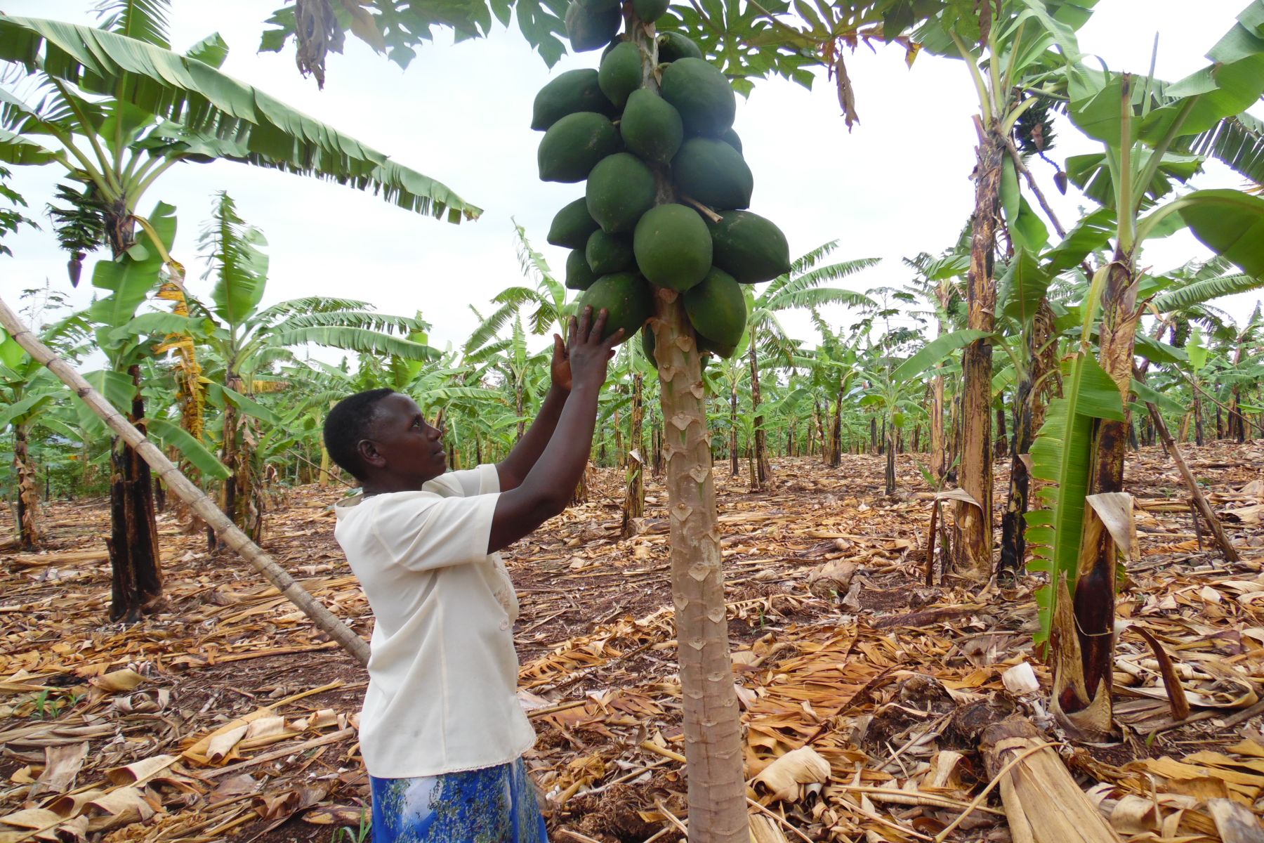 Kleinbäuerliche Landwirtschaft in Afrika
